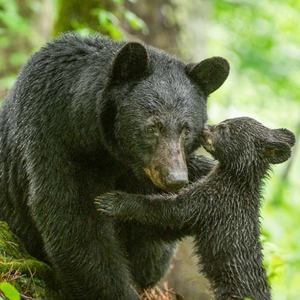 Meet your Posher, Bonnie